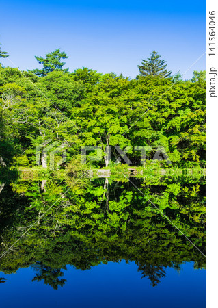 夏の軽井沢 水鏡の雲場池 夏の軽井沢 水鏡の雲場池 141564046