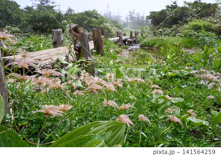 八甲田山 仙人岱の水辺のチングルマ 八甲田山 仙人岱の水辺のチングルマ 141564259