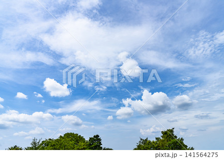 夏の青空と雲と樹木 141564275