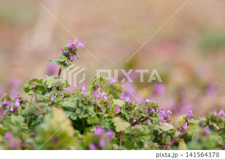 ホトケノザの花 ホトケノザの花 141564378