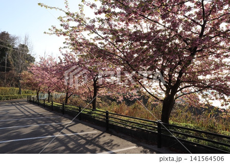 桜並木と青空の春景色|満開の桜が彩る日本の季節 桜並木と青空の春景色|満開の桜が彩る日本の季節 141564506