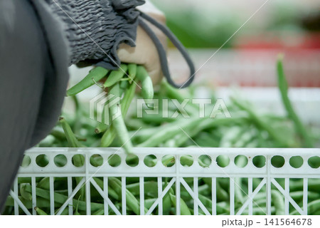 Closeup of hands selecting fresh green beans at a local farmers market, with blurred vegetable crates in the background, representing healthy eating and shopping Closeup of hands selecting fresh green beans at a local farmers market, with blurred vegetable crates in the background, representing healthy eating and shopping 141564678