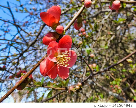 ウメの花 ウメの花 141564948