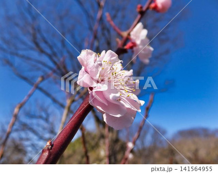 青空に映える、薄ピンク色のウメの花 青空に映える、薄ピンク色のウメの花 141564955