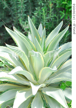 Agave desmettiana Variegata or Agave attenuata subsp or Agave desmettiana Variegata or  asparagaceae or Foxs Tail or Lions Tail or Swans Neck Agave 141564958