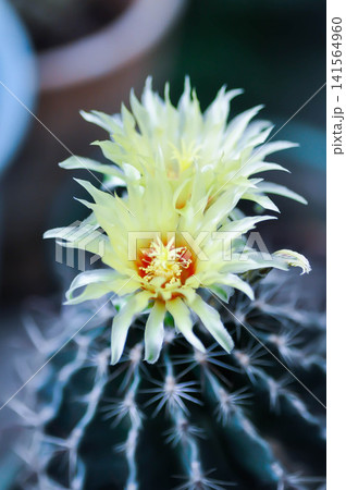 Thelocactus setispinus or Ferocactus hamatacanthus , Miniature Barrel Cactus flower or yellow flower or cactus flower Thelocactus setispinus or Ferocactus hamatacanthus , Miniature Barrel Cactus flower or yellow flower or cactus flower 141564960