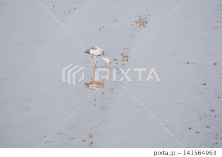 Anastomus oscitans, Asian openbill or Asian Openbill stork or Ciconia boyciana or Oriental stork or bird Anastomus oscitans, Asian openbill or Asian Openbill stork or Ciconia boyciana or Oriental stork or bird 141564963
