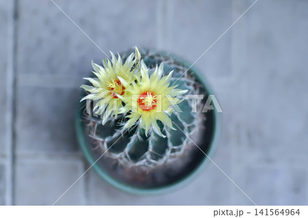 Thelocactus setispinus or Ferocactus hamatacanthus , Miniature Barrel Cactus flower or yellow flower or cactus flower Thelocactus setispinus or Ferocactus hamatacanthus , Miniature Barrel Cactus flower or yellow flower or cactus flower 141564964