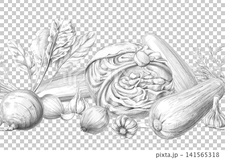 Seamless border with cabbage, zucchini, beets, garlic, and onions. Graphite pencil illustration for culinary blogs, restaurants, farm shops, educational materials, and packaging. Seamless border with cabbage, zucchini, beets, garlic, and onions. Graphite pencil illustration for culinary blogs, restaurants, farm shops, educational materials, and packaging. 141565318