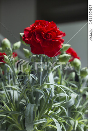 It is a red carnation flowerpot. It is a red carnation flowerpot. 141565497