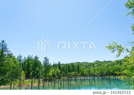 《北海道》日本の絶景 快晴の美瑛青い池(令和8年6月) 《北海道》日本の絶景 快晴の美瑛青い池(令和8年6月) 141565533