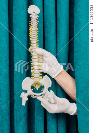 Doctor presenting vertebral column spinal cord and pelvic girdle structure model. Comprehensive orthopedics checkup and intervertebral disc herniation care. Doctor presenting vertebral column spinal cord and pelvic girdle structure model. Comprehensive orthopedics checkup and intervertebral disc herniation care. 141565552