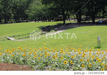 芝生のある公園 ひまわり 芝生のある公園 ひまわり 141565594