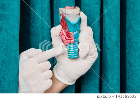 Doctor gloved hand pointing at anatomical model of human thyroid gland. Endocrine health assessment and thyroiditis treatment planning. 141565638