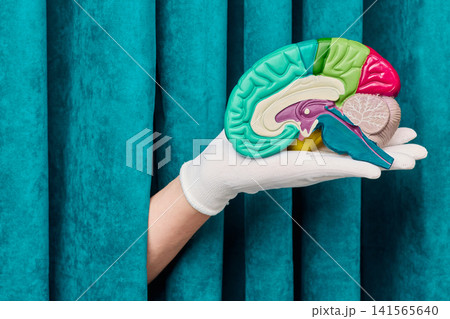 Doctor presenting cerebral cortex and brain stem anatomical model. Innovative neurology diagnostics and cognitive function preservation. 141565640
