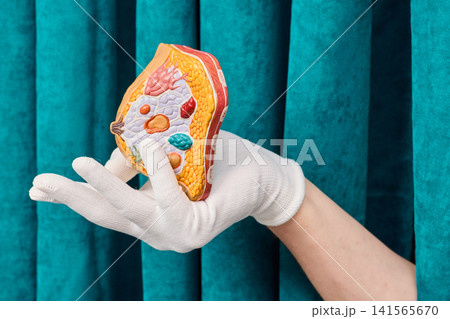 Gloved hand holding anatomical cross section model of female breast. Mammology diagnostic consultation and breast cancer prevention. Gloved hand holding anatomical cross section model of female breast. Mammology diagnostic consultation and breast cancer prevention. 141565670