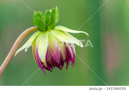 開花を控えたダリアの蕾と柔らかな緑の背景 開花を控えたダリアの蕾と柔らかな緑の背景 141566039