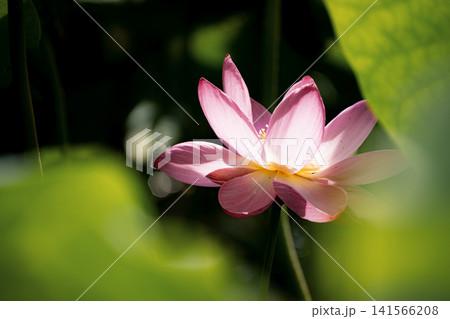 暗い背景に浮かび上がる光に照らされた一輪の花蓮 暗い背景に浮かび上がる光に照らされた一輪の花蓮 141566208