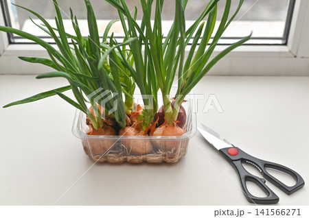 Green onions growing in clear plastic container on windowsill, scissors placed next to container, fresh sprouts reaching upward, soft natural light illuminating plants, healthy home gardening scene Green onions growing in clear plastic container on windowsill, scissors placed next to container, fresh sprouts reaching upward, soft natural light illuminating plants, healthy home gardening scene 141566271