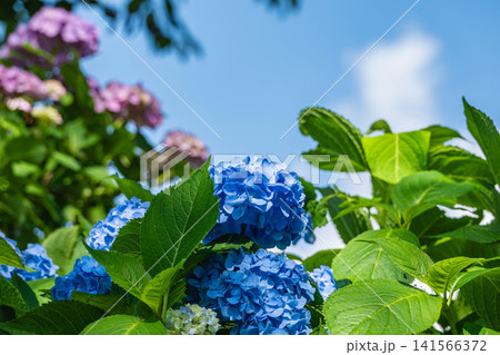 初夏の青空に映える青と紫のアジサイの花 初夏の青空に映える青と紫のアジサイの花 141566372