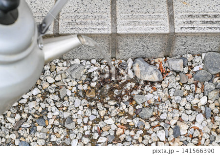 屋外で群がるハネアリにお湯をかけて駆除する様子 141566390