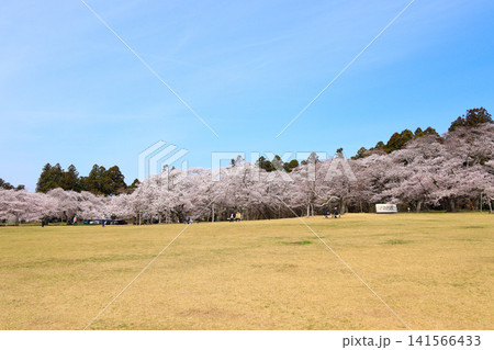 三神峯公園の満開に咲く桜の風景（宮城県仙台市） 141566433