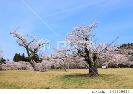 三神峯公園の満開に咲く桜の風景（宮城県仙台市） 141566435