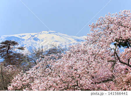 三神峯公園の桜と雪山(宮城県仙台市) 三神峯公園の桜と雪山(宮城県仙台市) 141566441