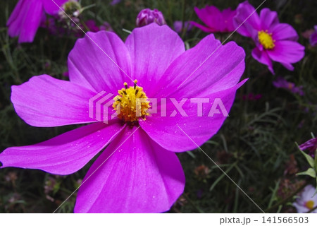 コスモス畑にコスモスの花が咲いています。コスモスの花のクローズアップ写真です。 コスモス畑にコスモスの花が咲いています。コスモスの花のクローズアップ写真です。 141566503