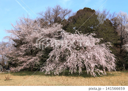 大年寺山公園の桜(宮城県仙台市) 大年寺山公園の桜(宮城県仙台市) 141566659