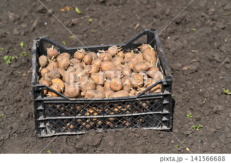 Sprouted potato seed filled in dark grid box stands on fresh dug ground. Sprouted potato seed filled in dark grid box stands on fresh dug ground. 141566688