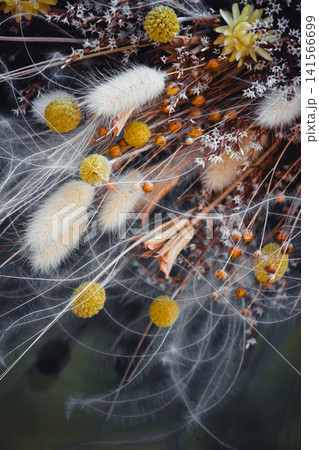 Dried floral arrangement with fluffy lagurus and feather grass on dark background Dried floral arrangement with fluffy lagurus and feather grass on dark background 141566699