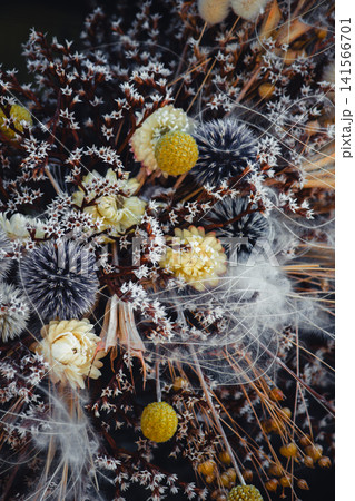 Dried floral arrangement with fluffy lagurus and feather grass on dark background Dried floral arrangement with fluffy lagurus and feather grass on dark background 141566701