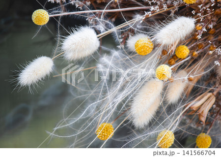 Macro shot of dried lagurus, craspedia, and feather grass composition. Macro shot of dried lagurus, craspedia, and feather grass composition. 141566704