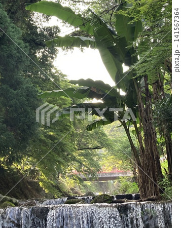 渓流とバナナの葉、木漏れ日が差し込む癒しの自然風景 141567364