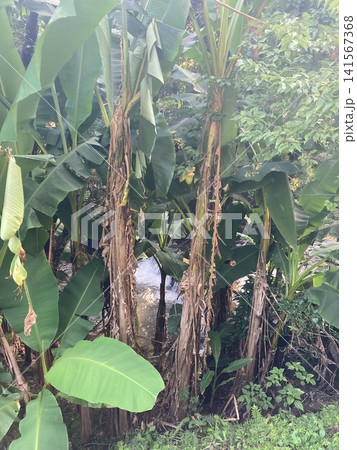 南国植物の葉が広がるナチュラル背景素材 141567368