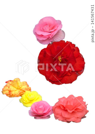 ベゴニアの花セット_白背景 ベゴニアの花セット_白背景 141567431