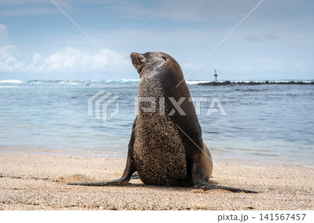 Sea Lion Posing on Playa Loberia Beach 141567457
