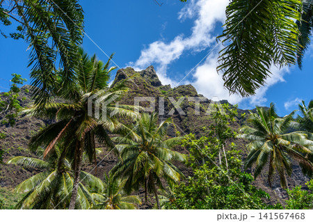 Lush tropical trail to Vaipo waterfall, Hakaui Valley, Nuku Hiva, French Polynesia Lush tropical trail to Vaipo waterfall, Hakaui Valley, Nuku Hiva, French Polynesia 141567468