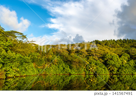 Lush Vegetation on Tahaa Island, French Polynesia Lush Vegetation on Tahaa Island, French Polynesia 141567491
