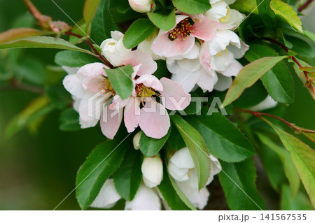 庭に咲くピンク色のボケの花 庭に咲くピンク色のボケの花 141567535