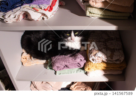 Tuxedo cat settled deep into fluffy towels. Household routine living with cats illustration. Cat behavior and comfort in enclosed space Tuxedo cat settled deep into fluffy towels. Household routine living with cats illustration. Cat behavior and comfort in enclosed space 141567589