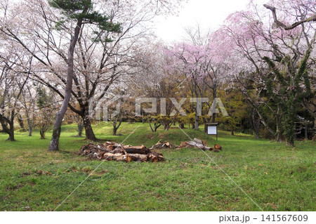 岩切城跡の桜の風景(宮城県利府町) 岩切城跡の桜の風景(宮城県利府町) 141567609