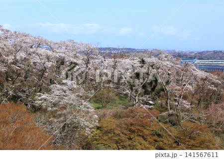 岩切城跡の桜の風景(宮城県利府町) 岩切城跡の桜の風景(宮城県利府町) 141567611