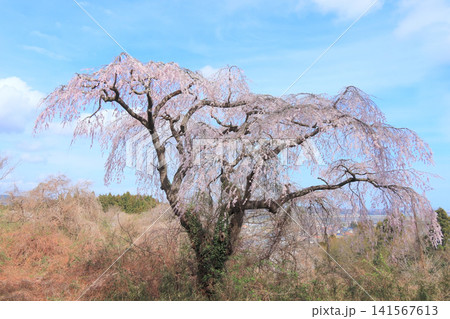 岩切城跡の桜の風景(宮城県利府町) 岩切城跡の桜の風景(宮城県利府町) 141567613