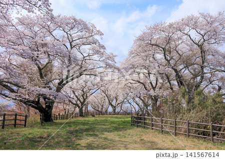 高森山公園・岩切城跡の桜の風景(宮城県利府町) 高森山公園・岩切城跡の桜の風景(宮城県利府町) 141567614
