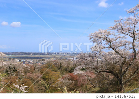 高森山公園からの眺めと桜(宮城県利府町) 高森山公園からの眺めと桜(宮城県利府町) 141567615