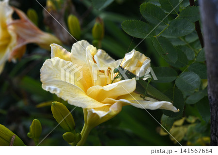 A large green garden grasshopper and a yellow lily. Tettigonia viridissima. A large green garden grasshopper and a yellow lily. Tettigonia viridissima. 141567684