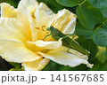 A large green garden grasshopper and a yellow lily. Tettigonia viridissima. 141567685