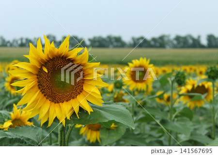 Single Sunflower Head in Agricultural Field Single Sunflower Head in Agricultural Field 141567695